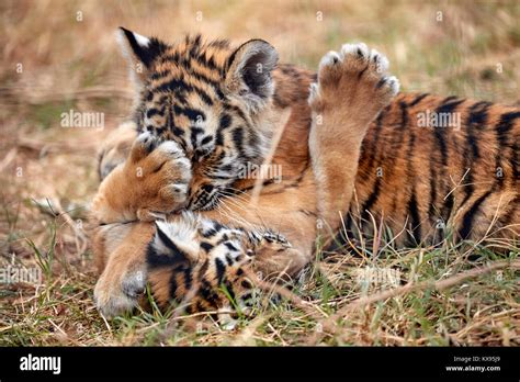Cute little Tiger cubs playing in the grass Stock Photo - Alamy