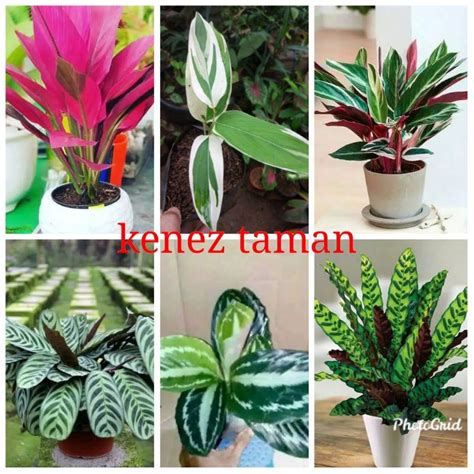 Jual Paket 6 Tanaman Hias Calathea Meranti Bali Sepat Silver Black Bulu