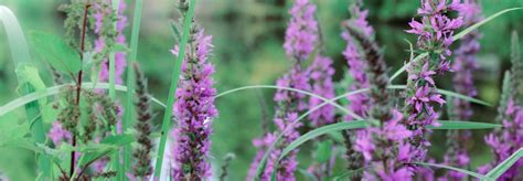Stop Invasive Plants From Taking Over Your Garden Gecko Green
