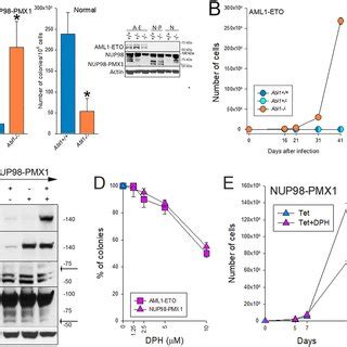 ABL1 Regulated Proliferation Of Murine Hematopoietic Cells Expressing