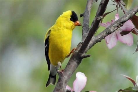 How To Attract Yellow Finches To Your Yard: 13 Easy Tips - BirdsAcademy