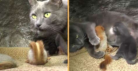 Heartwarming Tale: Squirrels Embrace Orphaned Baby Squirrels! - Hunter Games Magazine