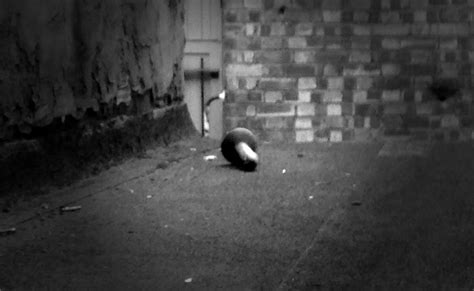 47 Possible Explanations For The Dildo That Appeared Out My Window