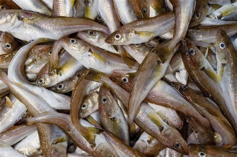 Premium Photo Mediterranean Fish Rare Market Full Frame