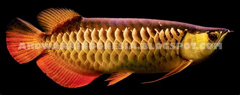 Arowana Indonesia Red Tail Golden Arowana