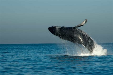 whalewatchingcabo - Cabo San Lucas Cruise Excursions