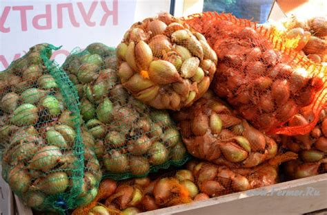 Лук-шалот многозачатковый крупноплодный Березовский Аристократ, 200 ...