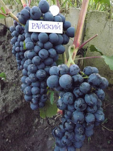 Виноград райский - Орехоплодный питомник