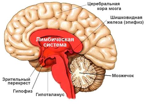 Лимбическая система - Страница 2 - Результаты из #1