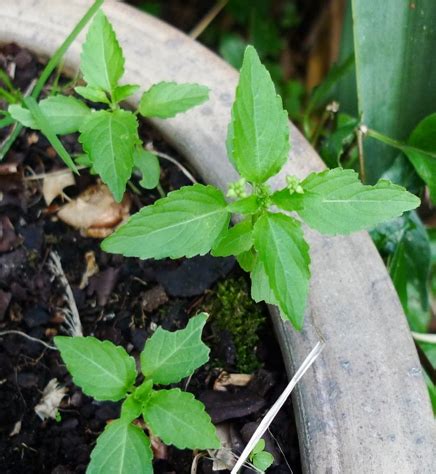 Weed / Wildflower Identification Guide | garden withoutdoors