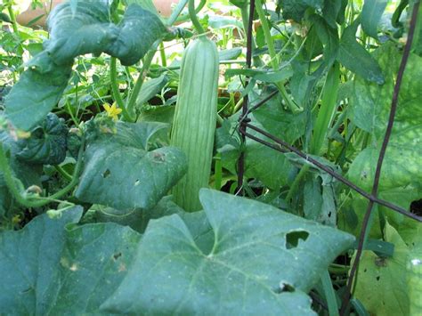 Plants Fruits Tree Herbs Live Tropical House Plants Live Cucumber