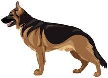 German Shepherd Dog Free Stock Photo - Public Domain Pictures