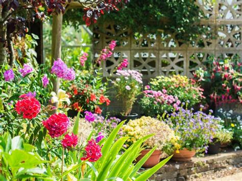 planting   garden choosing  garden plants