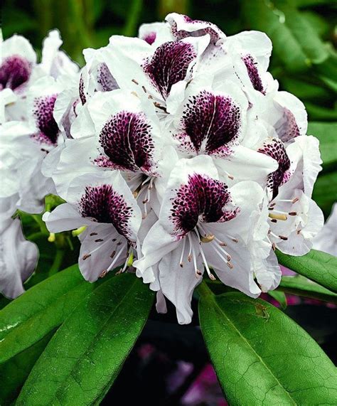Рододендрон Сафо | Rhododendron, Plants, Garden