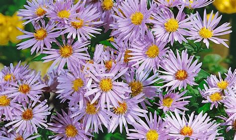 Aster Dumosus Silberball Pflanze Pflege Tipps Floragard