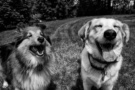 Do Dogs Smile The Dog People By