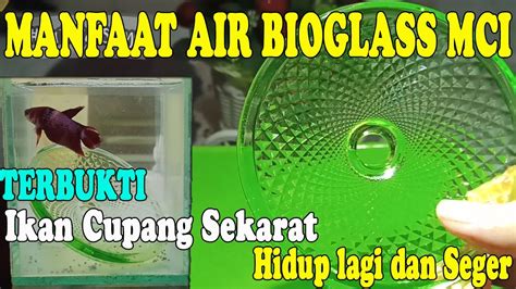 Ikan Cupang Stres Manfaat Air Bioglass Mci Untuk Mengatasi Ikan