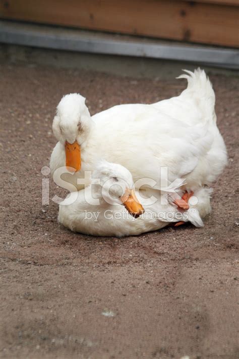 Two Geese Pairing Stock Photo | Royalty-Free | FreeImages