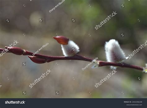 Salix Sp Pussy Willow Bud Stock Photo 2431356149 Shutterstock