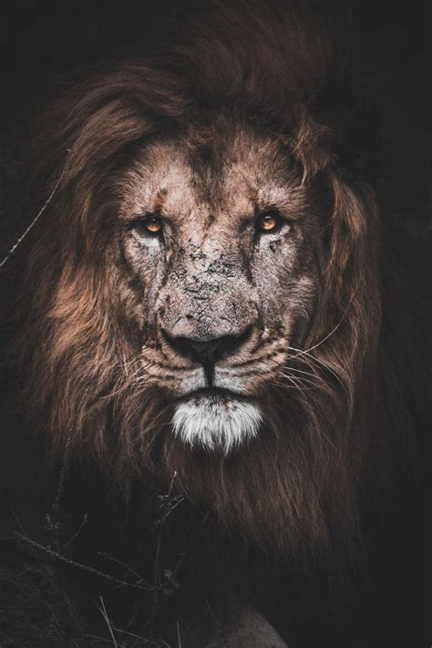 Lion Phone Wallpapers Top Free Lion Phone Backgrounds Wallpaperaccess