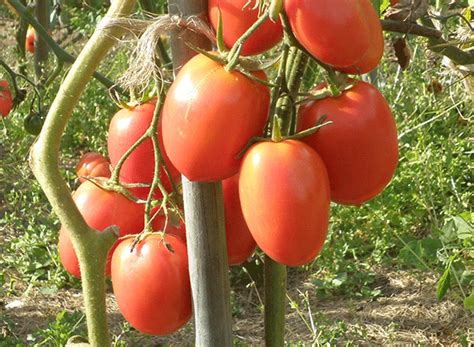 Tomato - Rio Grande Red - Heirloom Seeds Canada