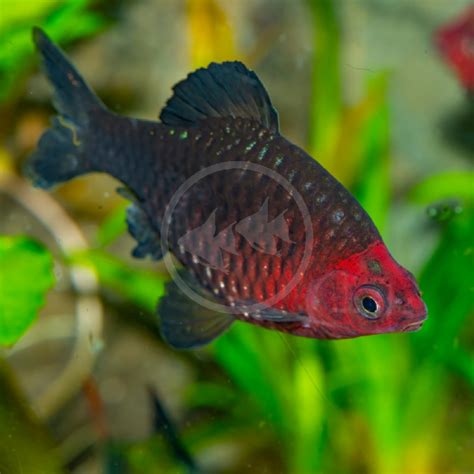 barb black ruby pethia nigrofasciata aquatics unlimited