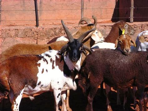 10 best images about Damara sheep on Pinterest | Home, The o'jays and Wells