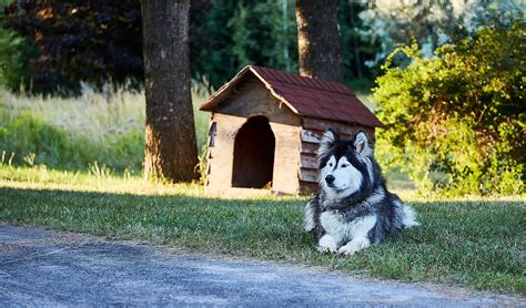 Dog Husky Animal Free Photo On Pixabay Pixabay