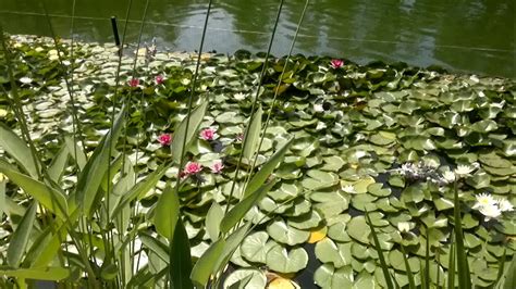 а на нашем озере лилии цветут - YouTube
