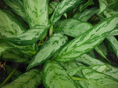 Аглаонема Серебряная Королева Фото – Telegraph