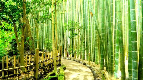 Sagano Bamboo Forest Wallpapers - Wallpaper Cave