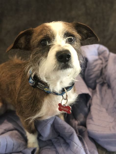 Dog adoption in Farmington, MN 55024: Terrier / Mixed Dog "Dozer D5935"