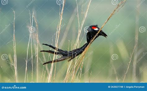 Long Tailed Widowbird In The Grass Stock Photo Image Of Park Black