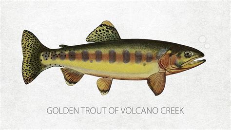 Golden Trout Drawing At Evelyn Vaughn Blog