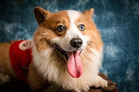 Find Pembroke Welsh Corgi Breeders in New England