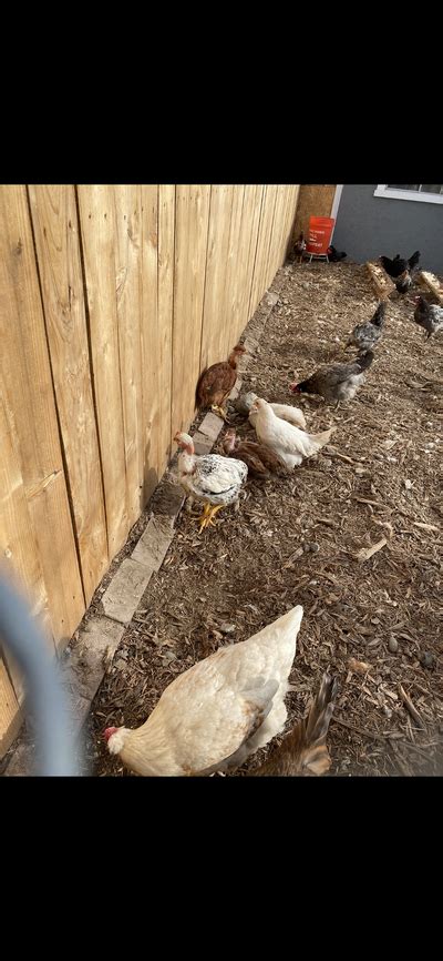 Attachments In Thread Hen Or Roo Naked Necks BackYard Chickens Learn How To Raise Chickens