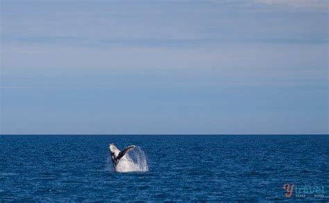 Guide To Whale Watching In Hervey Bay, Australia