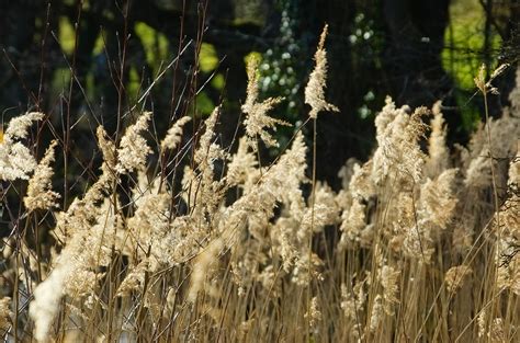 Reed Grass Aquatic Plant Free Photo On Pixabay Pixabay