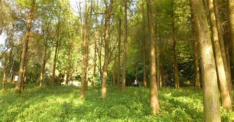 The Early Bird Show W Bitter Babe Th November By Mixcloud NTS