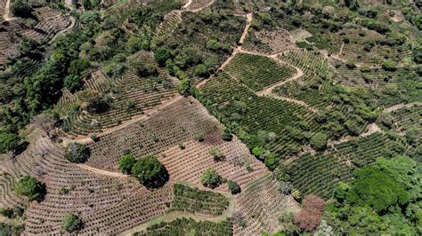 Costa Rica innovation et technologies dans les plantations de café