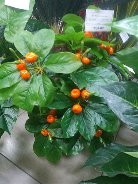 Куст мандарина купить в Барнауле в магазине «Флора Свежесть»