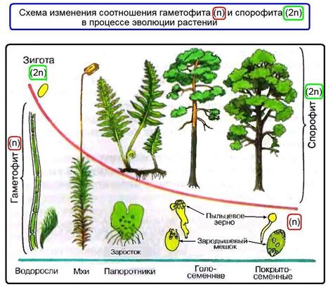 Что такое гаметофит и спорофит. - Школьные Знания.com