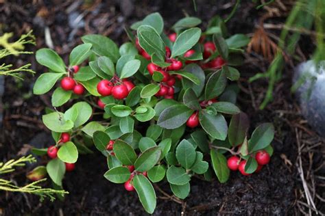 How To Grow Wintergreen - A Sweet Holiday Plant - Farmhouse & Blooms