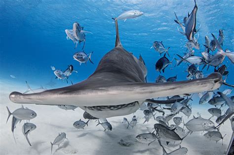 hammerhead shark kids britannica kids homework