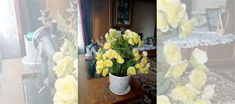 Бегония вечноцветущая желтая купить в Липецке | Товары для дома и дачи ...