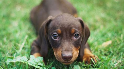 Por qué se celebra el Día del perro salchicha cada 1 de febrero