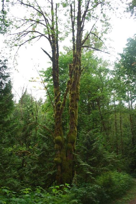 Hicks Lake Campground Sasquatch Provincial Park Harrison Hot Springs