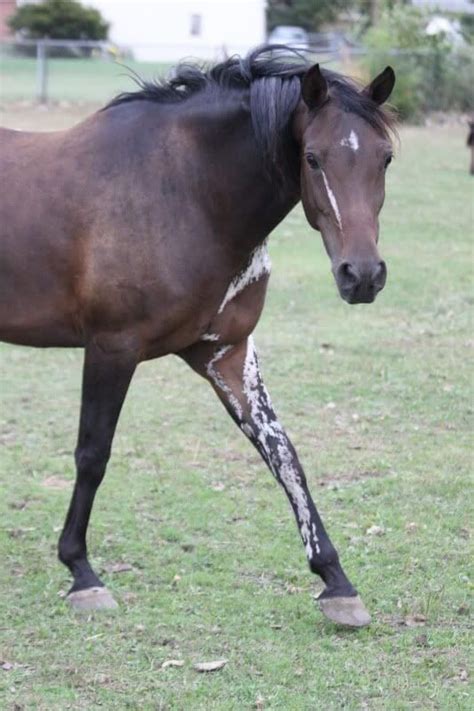 Horse With Unique Leg Markings 16 Horses Too Beautiful To Believe