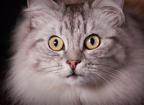 worlds fluffiest cat breeds     breeds  cute cats