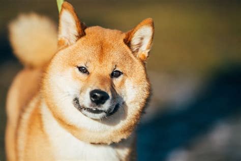 shiba inu price puppy adoption breeders   cost